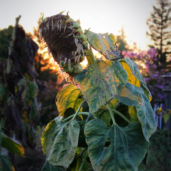 sunflower-1-to-1