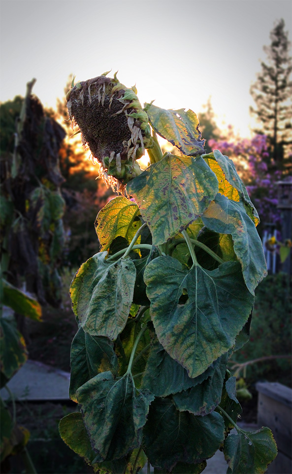 sunflower